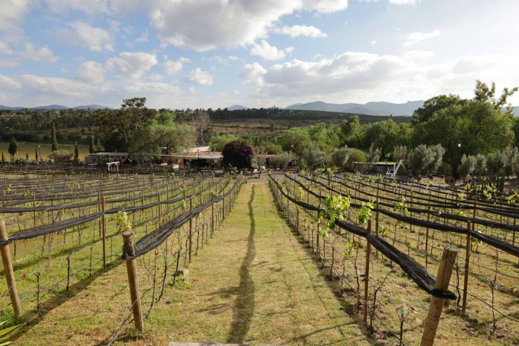 Viñedos Hotel Hacienda Lagunillas, Huimilpan Querétaro